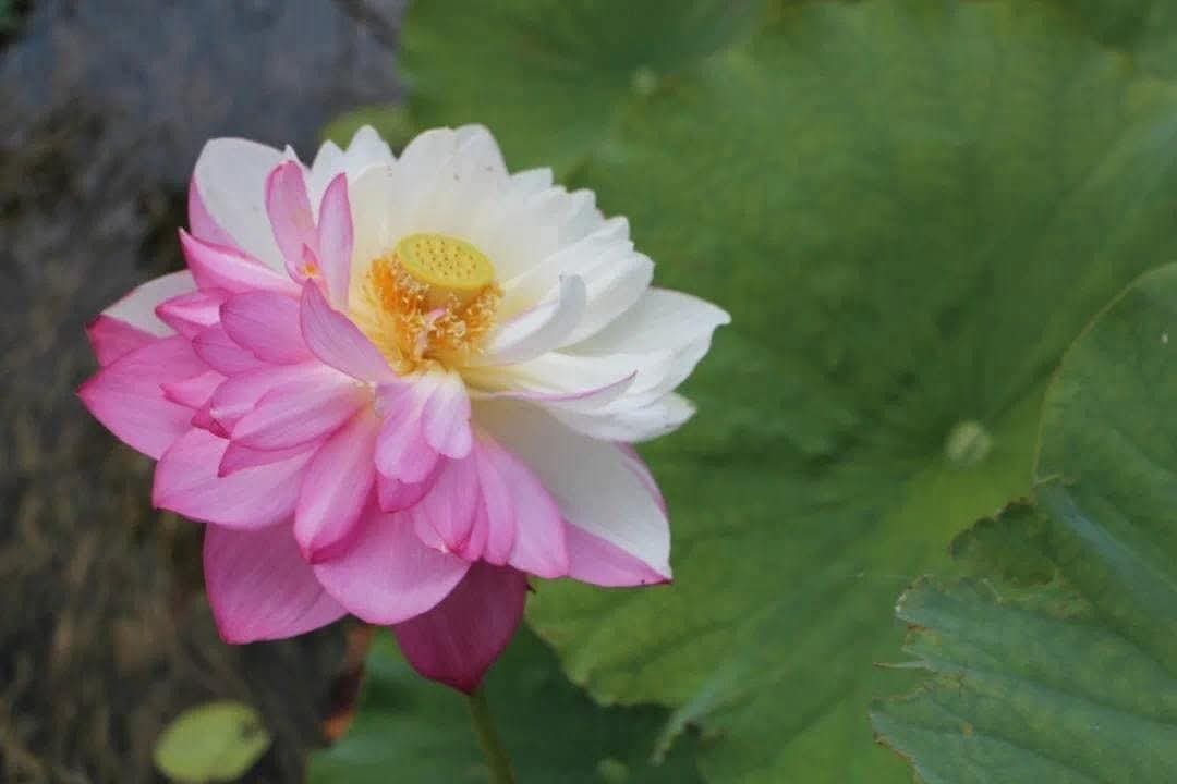 Cẩn thận lời nói