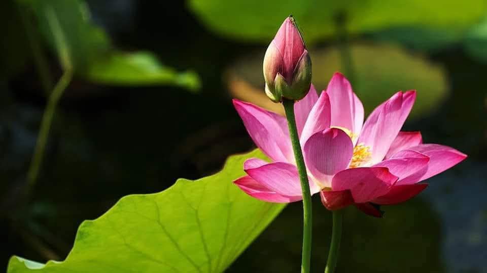Phước và trí