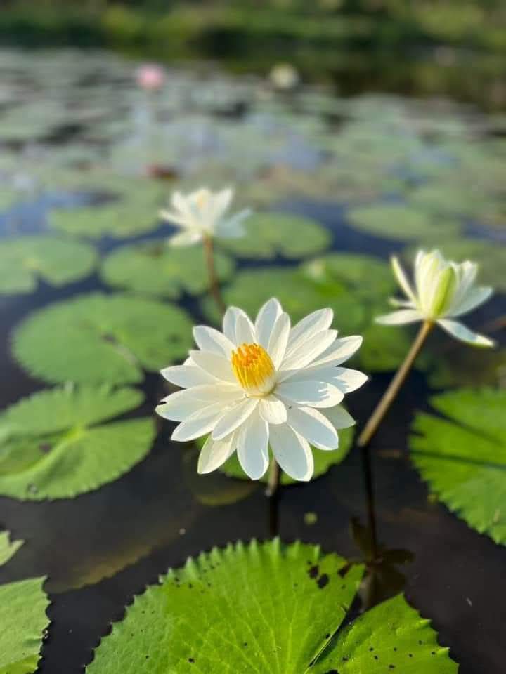 Vĩ đại không cần ồn ào