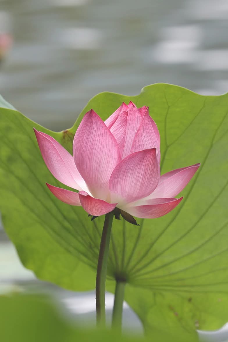 Nói lời từ ái