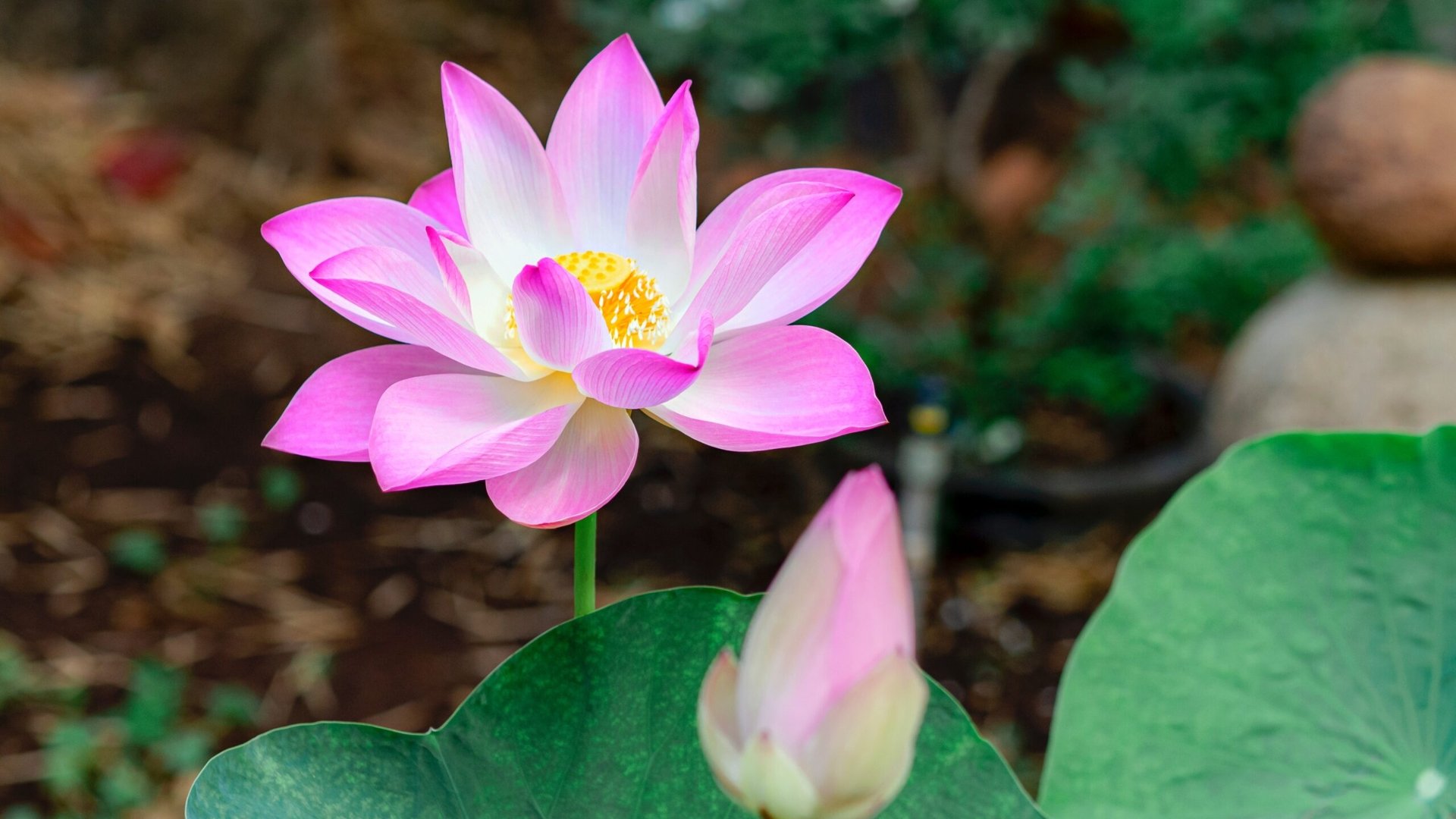 Nương tựa chính mình