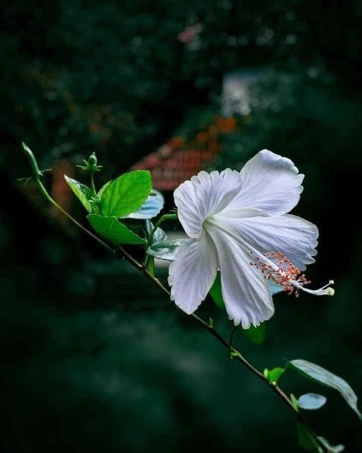 Bình thản nhìn cuộc sống