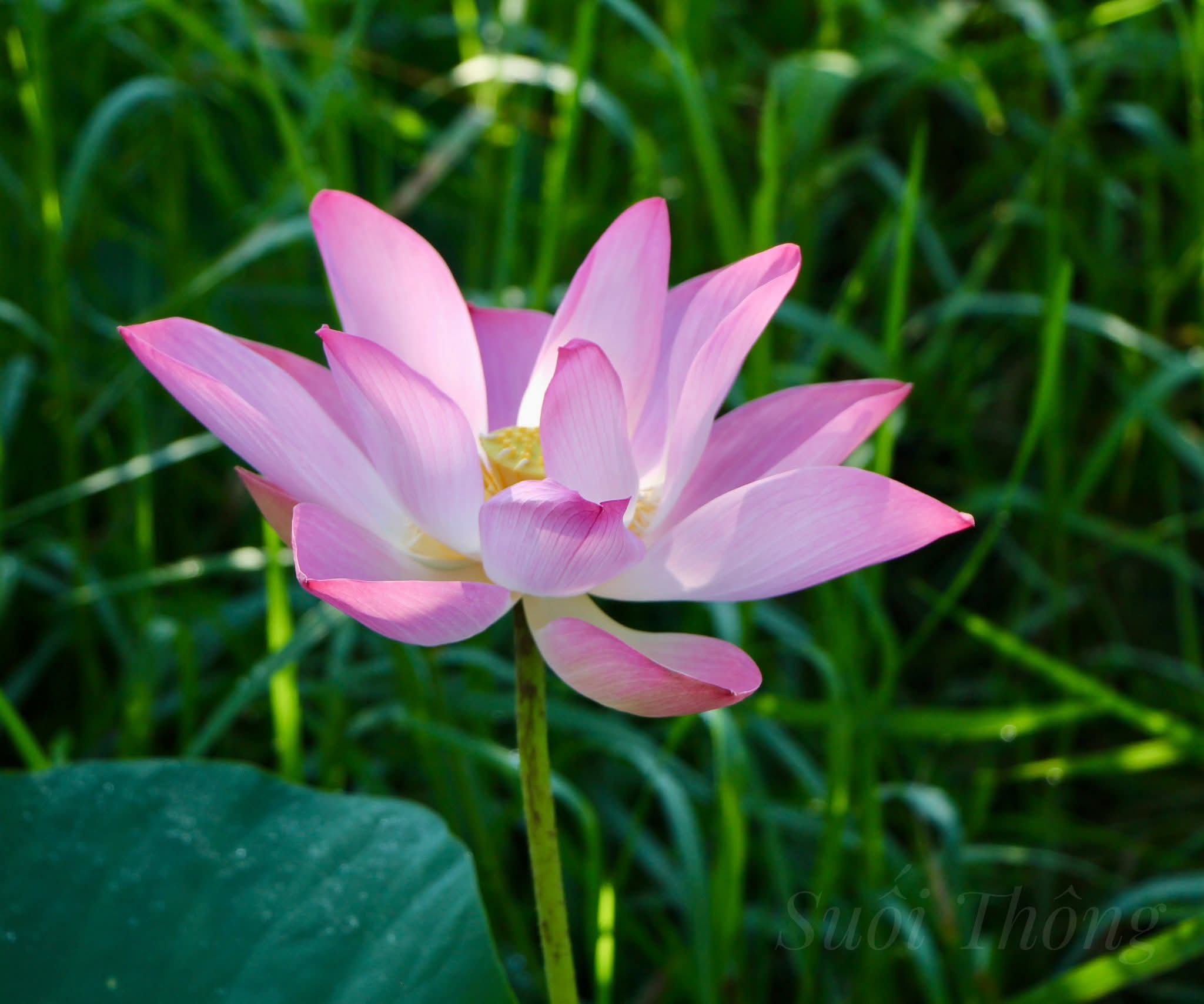 Không tham thì cuộc sống bình an
