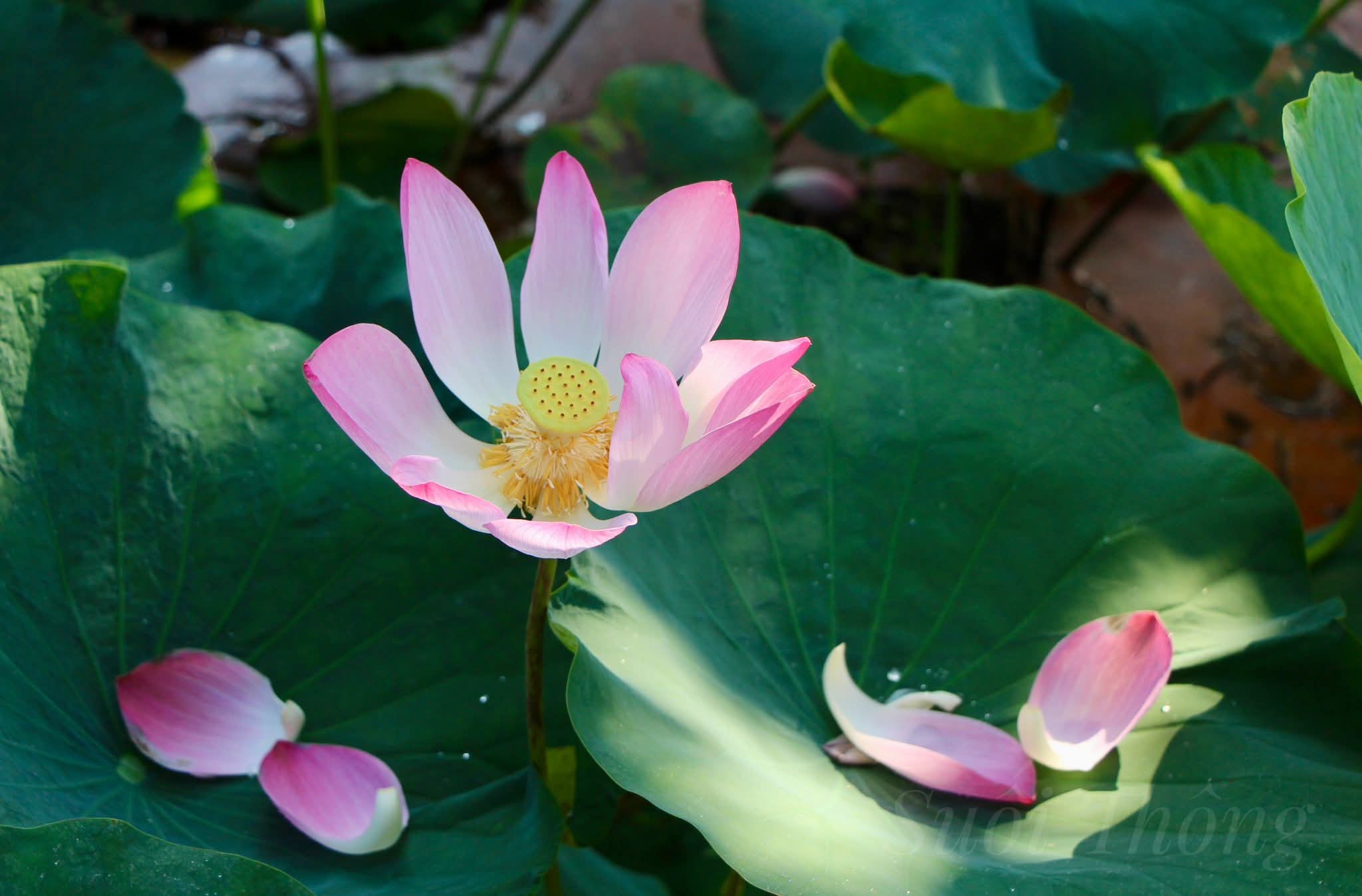 Càng tỉnh thức, càng ít nói