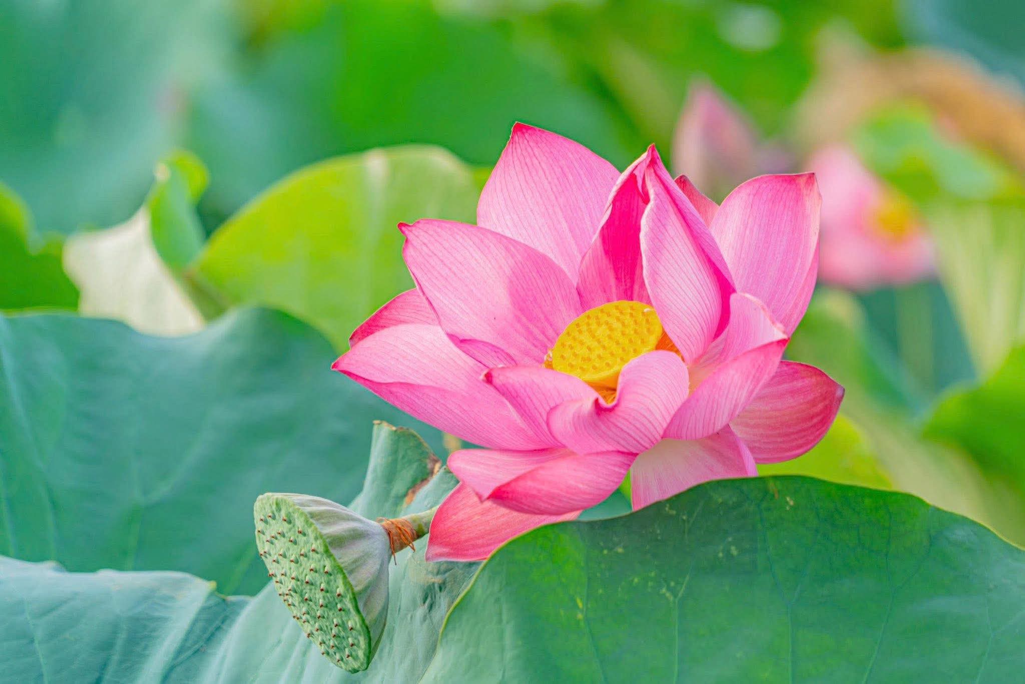 Ngài Xá Lợi Phất