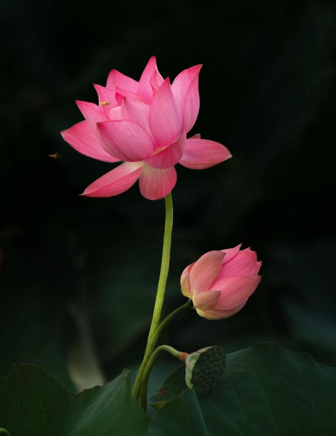 Tha thứ là giải thoát cho mình