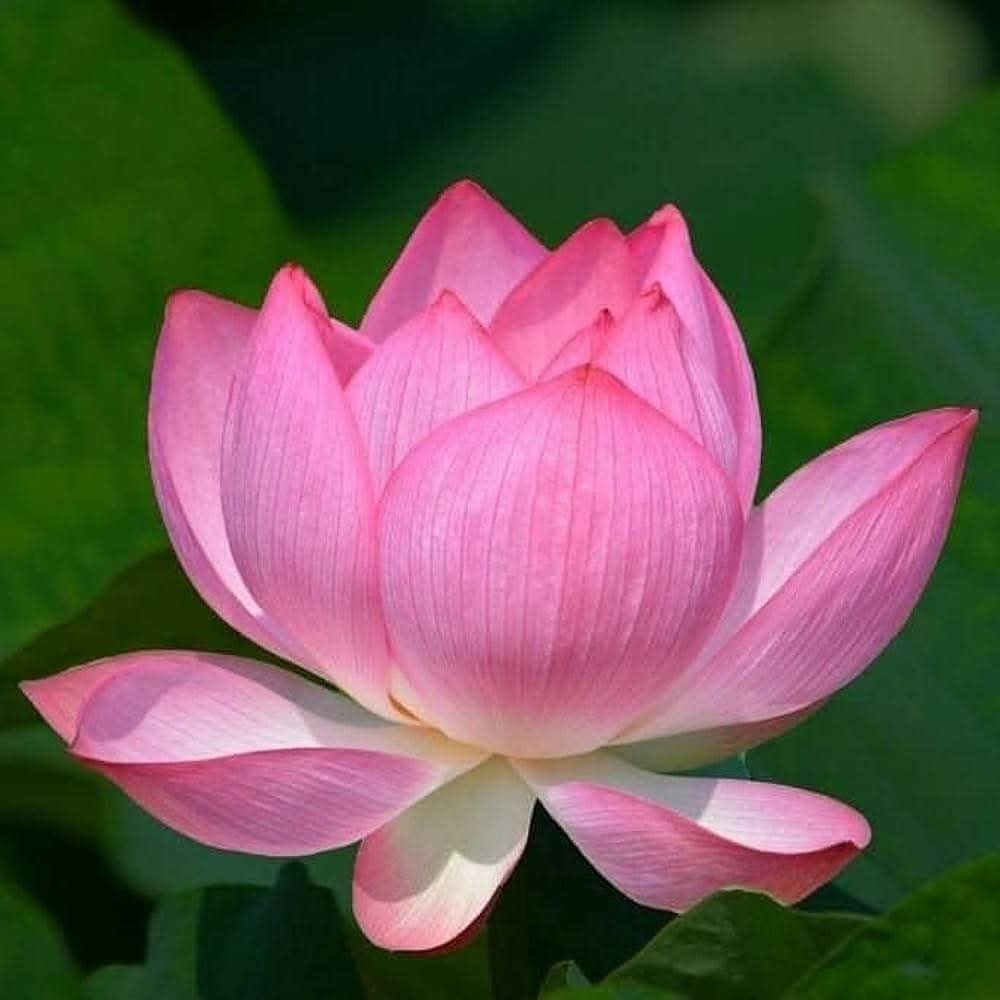 Mất và được
