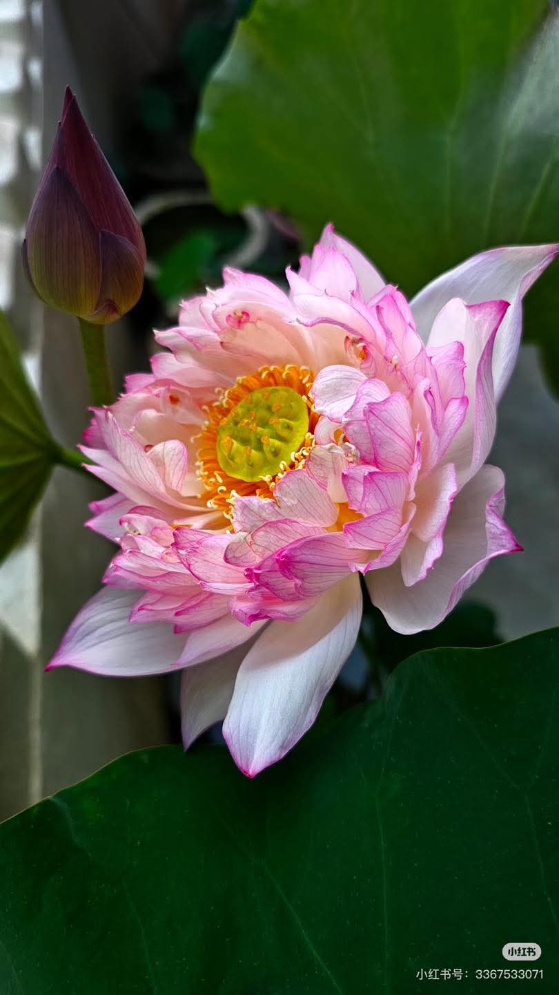 Ta quên cuộc đời vô thường