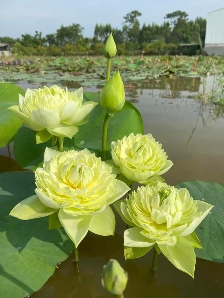 Không cần phải khuyên nhau