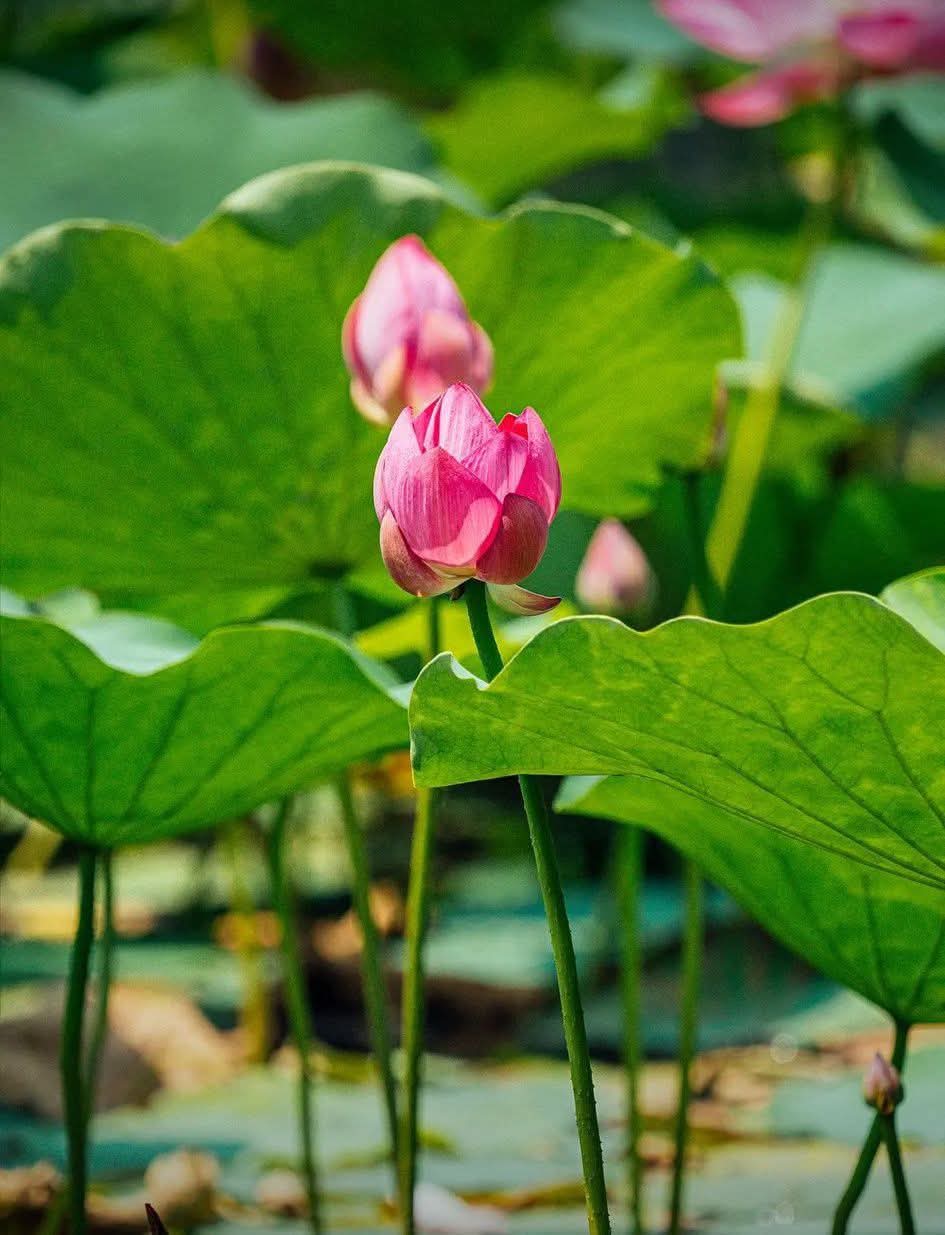 Khi gặp phải cảnh khổ