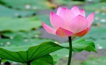 Người mù thắp đèn lồng