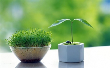 Bức thư của Diêm vương