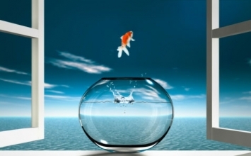 Cá nhảy khỏi lưới