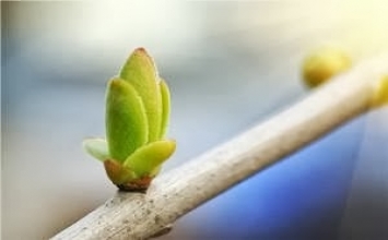 Càng đơn giản, cuộc sống càng thoải mái