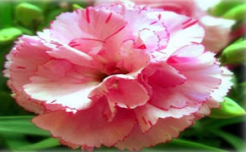 Nghe chướng lời nhau