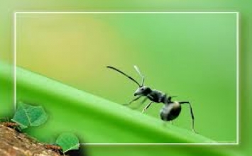 Bài học từ loài kiến