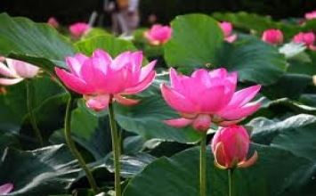 Người trí và người ngu trong cuộc hỏa hoạn