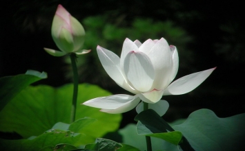Kinh tứ thập nhị chương