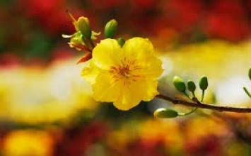 Lời chúc nào cho mùa xuân này?