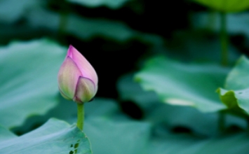 Kiếp người
