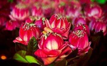 Điều quan yếu của đời sống