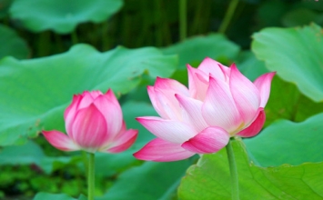 Cách nhìn và thái độ sống