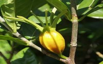 Cây cỏ bảo vệ gan