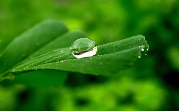 Ngài Long Thọ và tên ăn trộm