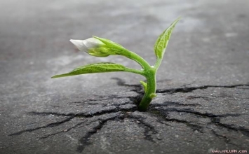 Chớ thấy sóng gió mà nhanh chóng cúi đầu