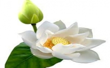 Tâm tịnh thì cõi tịnh