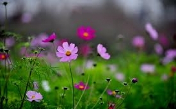 Vườn hoa của người mù