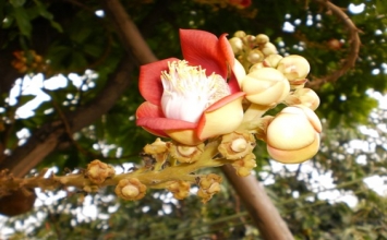 Có phải trong quả dự lưu, hoài nghi là chưa tin vào bản chất giác ngộ có sẵn để trở về với chính mình?