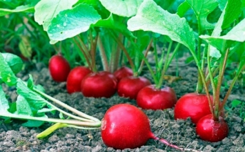 5 thực phẩm giúp giải cảm nhanh