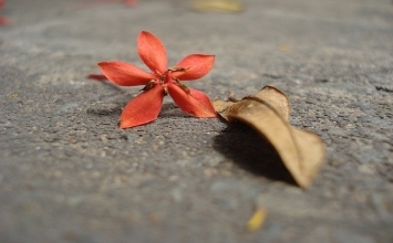 Học trò