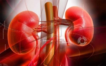 Đào thải thuốc ở thận