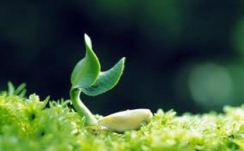 Thiên tài 1% là tài năng bẩm sinh, 99% là mồ hôi và nước mắt