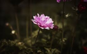Tu thân