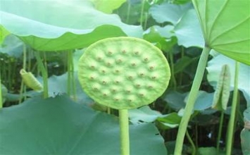 Thuận theo nhân quả