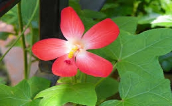 Hạnh phúc