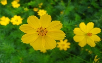 Số một không nhỏ bé