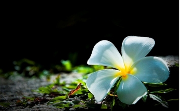 Nếu muốn thành công . . . 