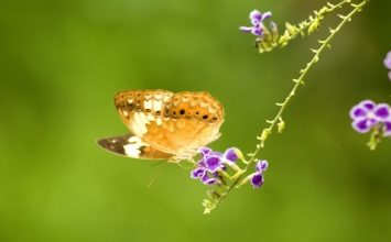 Chú sâu xấu xí
