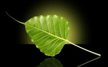 Lắng nghe để hiểu và nhìn lại để thương