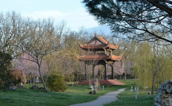 Hội hoa Thủy Tiên - Làng Mai