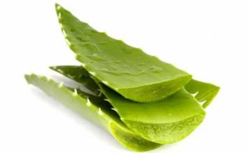 Mẹo trị vết muỗi đốt