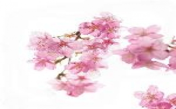  Phước và trí