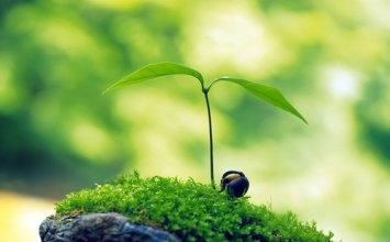 Hãy sống như bông hoa