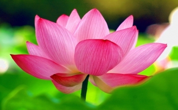 Tâm từ tâm
