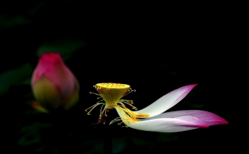 Thế gian là cõi tạm