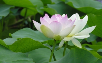 Tôi học được rằng